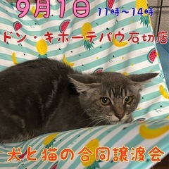 9月1日　ドン・キホーテパウ石切店　犬と猫の合同譲渡会