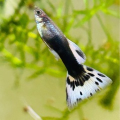 Y型プラチナタキシードラベンダーモザイク🐟💓の画像
