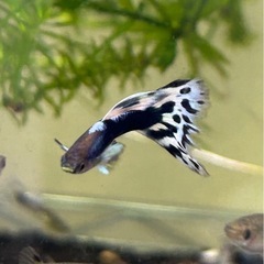 Y型プラチナタキシードラベンダーモザイク🐟💓の画像