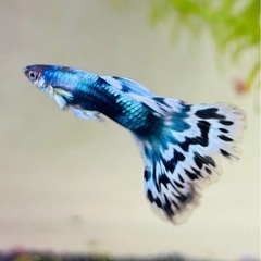 Y型プラチナタキシードラベンダーモザイク🐟💓の画像