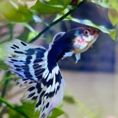Y型プラチナタキシードラベンダーモザイク🐟💓の画像
