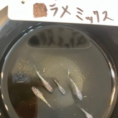 ミックスラメの若魚（1、5センチ弱） 6匹500円からで＋１匹5...