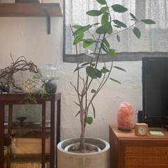 無印良品 植物 セメント鉢 フランスゴム グリーン