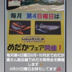 高原町 LaLaきりしまハッピーマルシェめだか即売会 