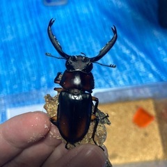 ディディエールシカクワガタ