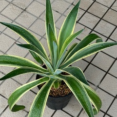 斑入り　アガベ　ベネズエラ　大株