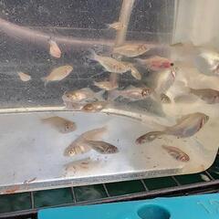 鮒尾和金　稚魚の画像