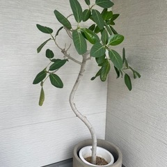 無印良品 植物 セメント鉢 ベンガルゴム グリーン