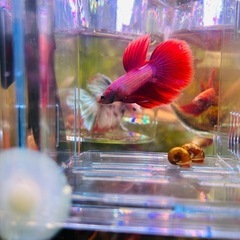 ベタ　ハーフムーン雄 熱帯魚の画像