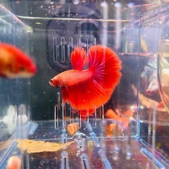 ベタ　ハーフムーン雄 熱帯魚の画像