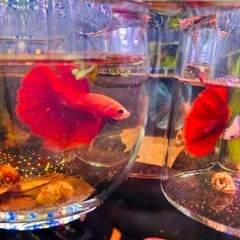 ベタ　ハーフムーン雄 熱帯魚の画像