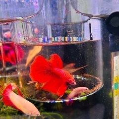 ベタ　ハーフムーン雄 熱帯魚の画像