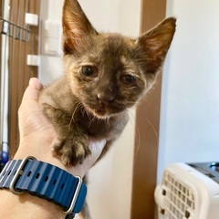 かわいいサビ猫のオリヒメちゃんです。