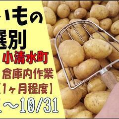 【短期☆10/1～10/31】種いもの選別〈小清水〉