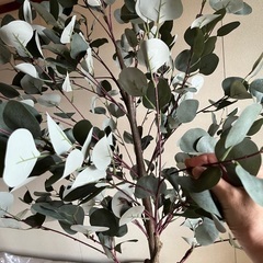 ユーカリの木　フェイクグリーンの画像