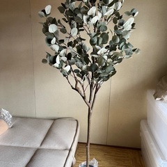 ユーカリの木　フェイクグリーンの画像