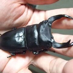 福岡県産オオクワガタ ♂78.8ミリ ♀50.3ミリ ペアの画像