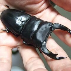 福岡県産オオクワガタ ♂78.8ミリ ♀50.3ミリ ペアの画像