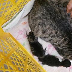 【残り1匹】子猫、赤ちゃん、8月21日産まれ - 猫