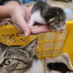 【残り1匹】子猫、赤ちゃん、8月21日産まれ - 東松浦郡