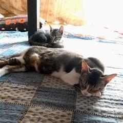 家の軒下に住み着いた親子猫