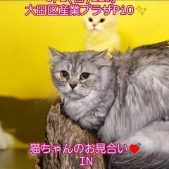 9/1（日）譲渡会。6歳ペルシャ♂(⋈◍＞◡＜◍)。✧♡