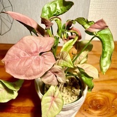 珍しいピンクの観葉植物！珍しい根上がりタイプ！