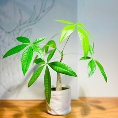 人気の観葉植物パキラ！すらっと美型！ちょうどいいサイズ感！おすすめ！