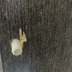 ベッドフレーム　セミダブル　アイリスプラザの画像