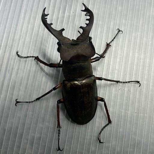 ミヤマクワガタ♂♀ペア