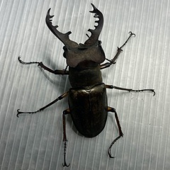 ミヤマクワガタ♂♀ペア