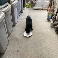 お母さん猫と子猫