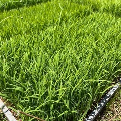 9／22より20袋のみ値下げ中🌾山水で育てた新米🌾