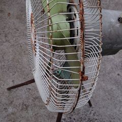 工場扇  外  倉庫  庭  大型扇風機の画像