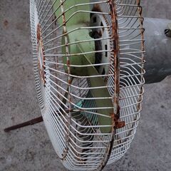 工場扇  外  倉庫  庭  大型扇風機の画像