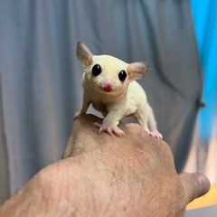 フクロモモンガのリューシ
