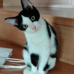 カワイイ子ねこ　ありがとうございました。無事優しい、大切にしてく...