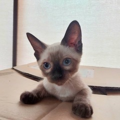 里親募集