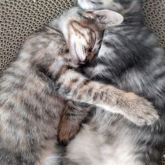 生後3ヶ月の元気な子ねこです