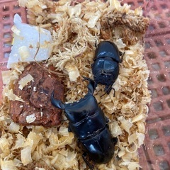 ダイオウヒラタクワガタ