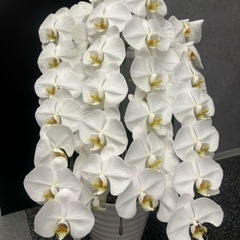 胡蝶蘭　3鉢