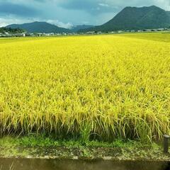 【売り切れ】令和6年産華越前10kg販売します