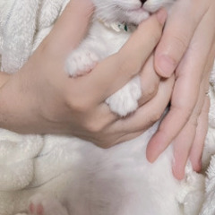 この仔猫が幸せに過ごせる場所が見つかりました。決まりましたので応...