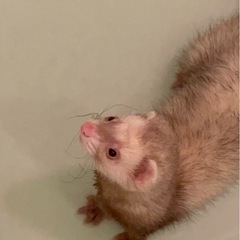 【決まりました❣️】フェレットちゃん　里親様募集中❣️