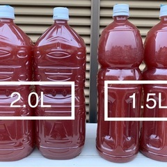 自家培養したPSB  350円〜②