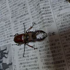 延長させてもらいました！第３弾昆虫くじ9月末までの画像