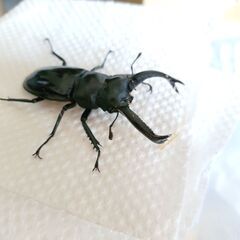 延長させてもらいました！第３弾昆虫くじ9月末までの画像