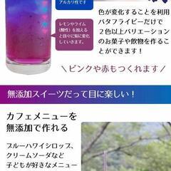 ⑤アンチエイジング・ハーブティー（バタフライピー苗）の画像