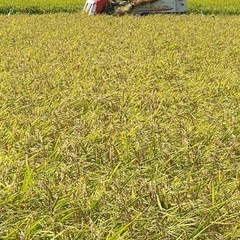 ①⑥🌾令和6年産✨新米✨コシヒカリ玄米30kg🌾農家直送🌾
