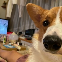 コーギー　雄 - 犬
